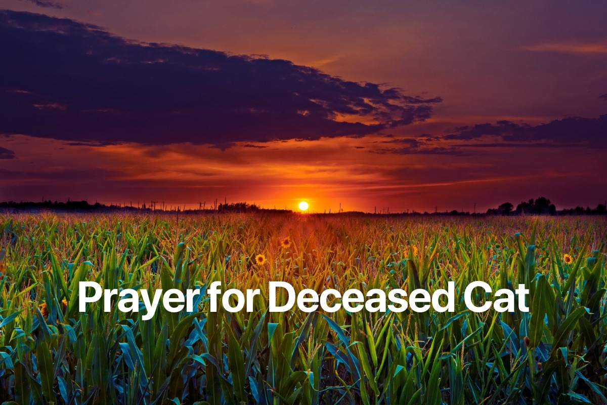 Prayer for Deceased Cat