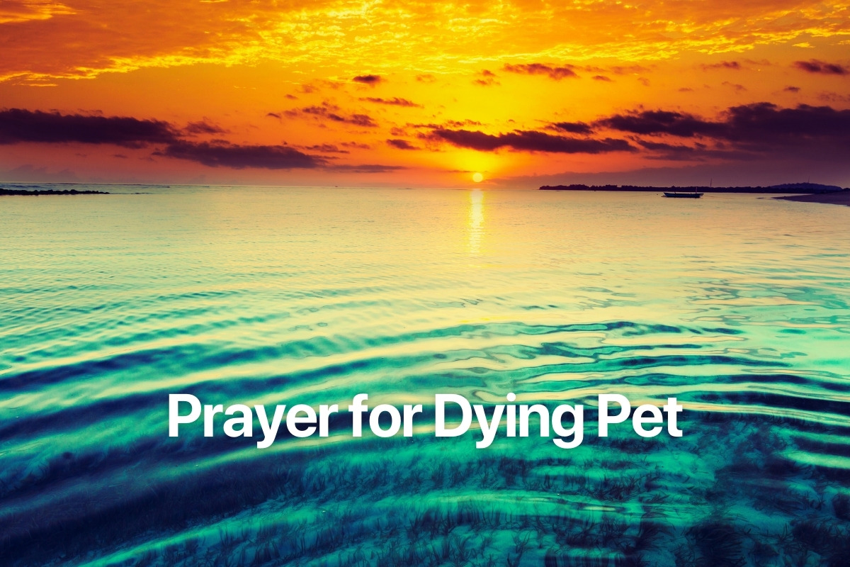 Prayer for Dying Pet